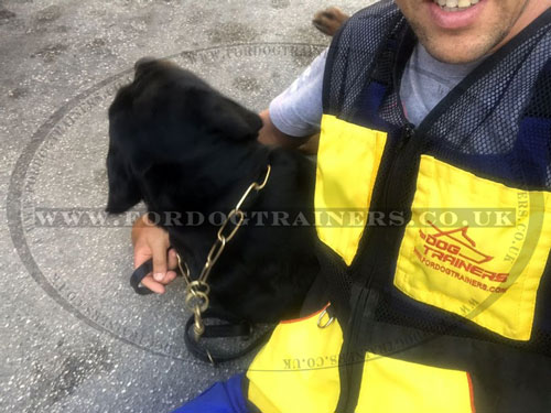 Brass Fur Saver Collar for Dog Training